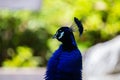 Royal Peafowl or King Peafowl immortalized in captivity