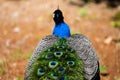 Royal Peafowl or King Peafowl immortalized in captivity