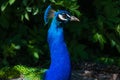 Royal Peafowl or King Peafowl immortalized in captivity