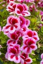 Royal pelargonium flowers - Pelargonium grandiflorum