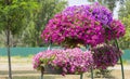 Royal pelargonium flowers - Pelargonium grandiflorum