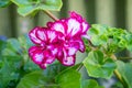 Royal pelargonium flowers - Pelargonium grandiflorum.