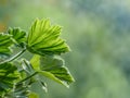 Royal pelargonium leaves - Pelargonium grandiflorum.