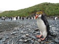 Royal Penguin, Eudyptes schlegeli Royalty Free Stock Photo