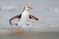 Royal Penguin (Eudyptes schlegeli) coming out the water Royalty Free Stock Photo