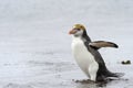 Royal Penguin (Eudyptes schlegeli) coming out the water Royalty Free Stock Photo