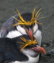 Royal Penguin, Eudyptes schlegeli