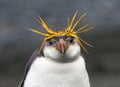 Royal Penguin, Eudyptes schlegeli Royalty Free Stock Photo