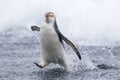 Royal Penguin, Eudyptes schlegeli Royalty Free Stock Photo
