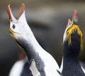Royal Penguin, Eudyptes schlegeli Royalty Free Stock Photo