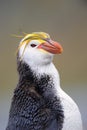 Royal Penguin (Eudyptes schlegeli) portrait Royalty Free Stock Photo