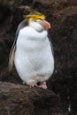 Royal Penguin (Eudyptes schlegeli) standing on rocks Royalty Free Stock Photo