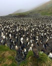 Royal Penguin, Eudyptes schlegeli Royalty Free Stock Photo