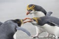 Royal Penguin, Eudyptes schlegeli Royalty Free Stock Photo