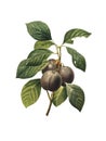 Royal plum | Redoute Botanical Illustrations