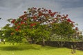 Royal Poinciana