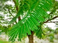 Royal poinciana, Biancaea sappan tree leaves Royalty Free Stock Photo