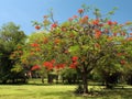 Royal Poinciana in bloom - 1 Royalty Free Stock Photo