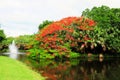 Royal Poinciana in bloom and fountain in water