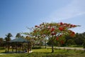 Royal Poinciana Blossom Tree Next to Sheltered Picnic Table