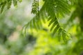 Royal Poinciana or Delonix Regia green leaves