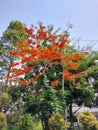 Royal Poinciana or flamboyant tree Flame Tree Fire Tree Royalty Free Stock Photo