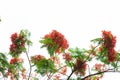 Royal poinciana flame tree blooming Royalty Free Stock Photo