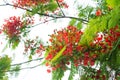 Royal poinciana flame tree red flower Royalty Free Stock Photo