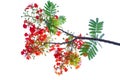 Royal poinciana flower , red flower isolated on white background