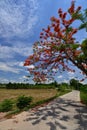 Royal Poinciana