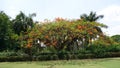Royal poinciana tree at Bijapur