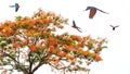 Royal Poinciana Tree in bloom with colorful parrots