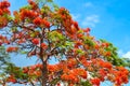 Royal Poinciana Tree in bloom Royalty Free Stock Photo