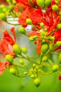 Royal Poinciana Tree closeup of buds