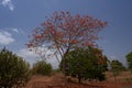 Royal poinciana tree delonix regia blooming, Gulmohar, flame tree or peacock flower Royalty Free Stock Photo