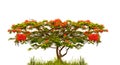 Royal Poinciana tree (Delonix Regia) isolated on white