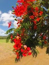 Royal Poinciana Tree, Flamboyant Royalty Free Stock Photo