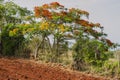 Royal Poinciana Tree Flowering And Fruiting