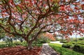 Royal Poinciana tree in full bloom Royalty Free Stock Photo