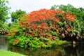 Royal Poinciana Tree Royalty Free Stock Photo