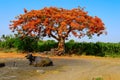 Royal Poinciana Tree Gulmohar, Delonix regia near Pune, Maharashtra