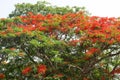 Royal Poinciana tree with red flower. Royalty Free Stock Photo