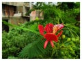 Royal poinciana tree, red flower Royalty Free Stock Photo