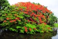 Royal Poinciana Tree small island Royalty Free Stock Photo