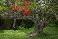 Royal poinciana tree in tropical garden red flower blooms blossom Royalty Free Stock Photo