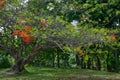Royal poinciana tree in tropical garden red flower blooms blossom Royalty Free Stock Photo
