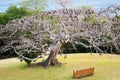 Royal Poinciana tree wooden bench sea Tobago peaceful relaxtion park