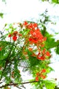 Royal PoincianaFlamboyant flowers tree and flame tree or peacock flower. Blooming red Royal Poinciana. Royalty Free Stock Photo