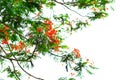 Royal PoincianaFlamboyant flowers tree and flame tree or peacock flower. Blooming red Royal Poinciana. Royalty Free Stock Photo
