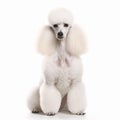 Royal poodle dog close up portrait isolated on white background. Cute pet, loyal friend, Royalty Free Stock Photo